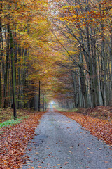 Fototapeta na wymiar A road leading through a deciduous forest. Leaves fall from tall trees.