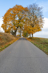 Asphalt road leading between trees. Deciduous trees growing by the road.