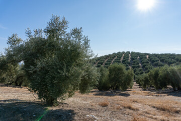 Olive Trees Plantation