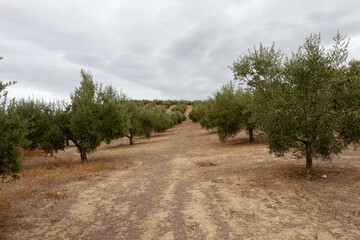Fototapeta na wymiar Olive Trees in Countryside