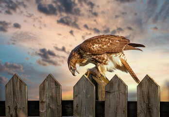 Red tailed hawk perched on a fence over looking Dorval airport Quebec, Canada.