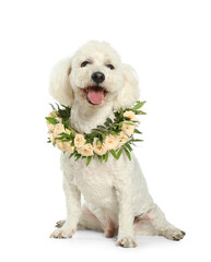 Adorable Bichon wearing wreath made of beautiful flowers on white background
