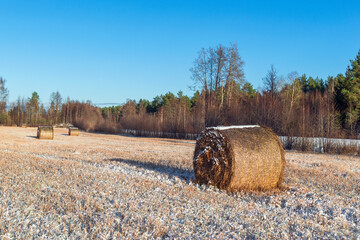 Rolls of hay on the field in winter
