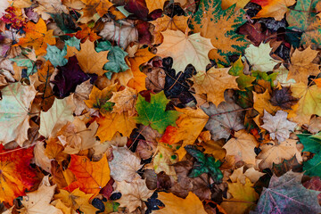 Colorful maple leaves during autumn from above at a grass covered ground. A heap of leaves.