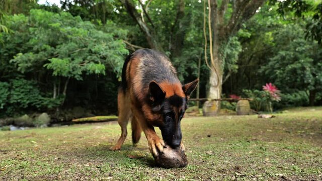 german shepherd dog adult playing with a coconut beautiful trees in background 