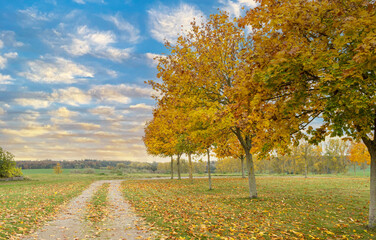 Naklejka premium autumn landscape with trees, beautiful sky