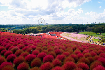 	茨城県ひたちなか市の公園のコキア