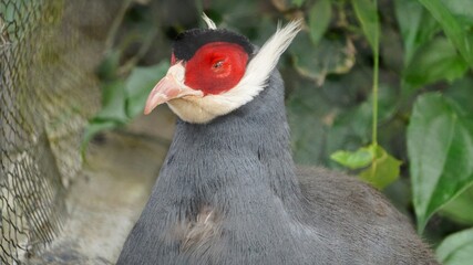 red crowned crane