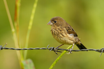 Blue-black Grassquit - Volatinia jacarina  small bird in the tanager family, Thraupidae. It was previously classified in the bunting and American sparrow family, Emberizidae