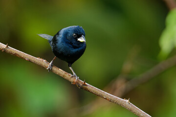 Blue-black Grassquit - Volatinia jacarina  small bird in the tanager family, Thraupidae. It was previously classified in the bunting and American sparrow family, Emberizidae