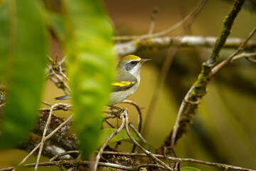 Golden-winged warbler (Vermivora chrysoptera) New World warbler, small bird breeds in southern Canada and in the Appalachian Mountains in northeastern to north-central United States