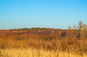 Autumn forest