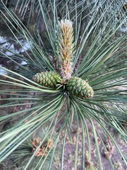 Naklejka na ściany i meble close up of pine cone