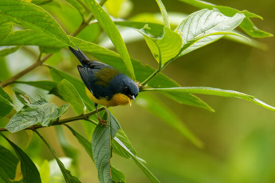 Tropical parula (Setophaga pitiayumi) small New World warbler, yellow and black bird breeds from Texas and Mexico south through Central America to northern Argentina, Trinidad and Tobago.
