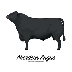Aberdeen Angus - The Best Beef Cattle Breeds. Farm animals. Vector Illustration.