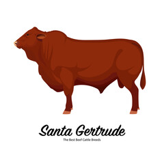 Obraz premium Santa Gertrude - The Best Beef Cattle Breeds. Farm animals. Vector Illustration.