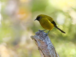 Bellbird - Anthornis melanura - makomako in Maori language, endemic bird - honeyeater from New Zealand in the green forest