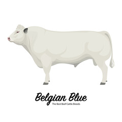 Belgian Blue - The Best Beef Cattle Breeds. Farm animals. Vector Illustration.