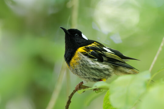 Stitchbird - Notiomystis cincta - Hihi in Maori language, endemic yellow, white and black bird sitting on the branch in the New Zealand forest