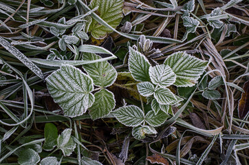 Ice crystals on green grass close up. Nature background. Suitable for an abstract background.