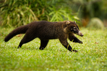 White-nosed Coati - Nasua narica, known as the coatimundi, member of the family Procyonidae (raccoons and their relatives). Local Spanish names for the species include pizote, antoon, and tejon