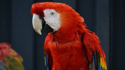 red and yellow macaw