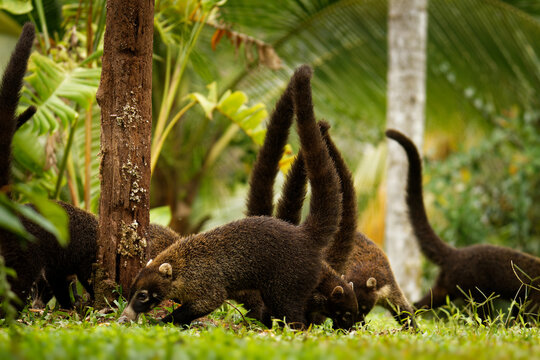 White-nosed Coati - Nasua narica, known as the coatimundi, member of the family Procyonidae (raccoons and their relatives). Local Spanish names for the species include pizote, antoon, and tejon