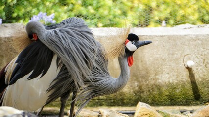 grey crowned crane