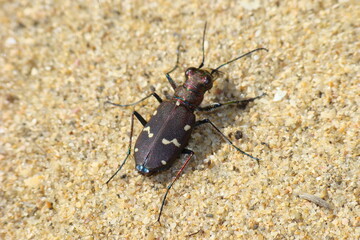 Beetle (Cicindela lusitanica subsp. silvaticoides)
