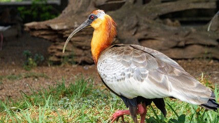 black crowned crane