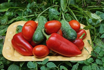 vegetables from red tomatoes, peppers and green cucumbers in a brown bowl among vegetation and leaves