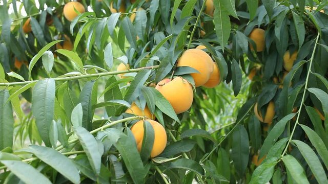 Fresh yellow peaches on tree branch ready for harvesting in garden at summer day. High quality FullHD footage