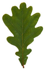 Fototapeta premium Leaf of oak tree isolated on white background