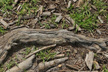 Fototapeta na wymiar gray wooden root of an old tree in brown earth and green grass in nature