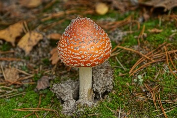 big red fly agaric mushroom on dry brown needles and cones and green moss in the autumn forest