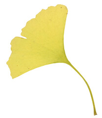 Naklejka premium One ginkgo biloba leaf isolated on white background
