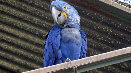 blue and yellow macaw