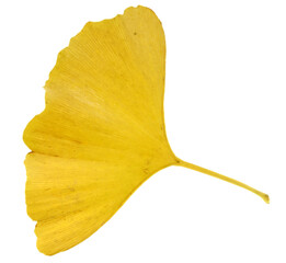 Naklejka premium Ginkgo biloba leaf isolated on white background