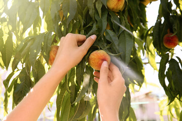 Woman picking ripe peach from tree outdoors, closeup