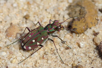 Tiger Beetle (Cicindela maroccana)