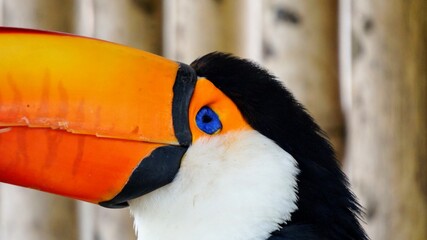 portrait of toucan
