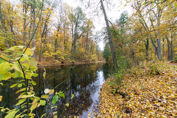 Herbst, Laub, Baum
