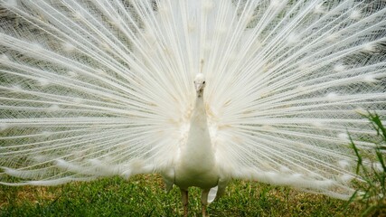 Fototapeta premium feather