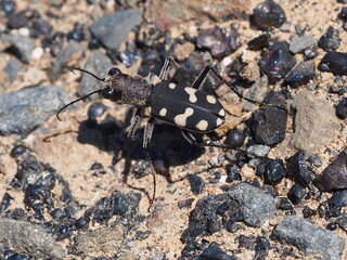 Tiger Beetle (Cassolaia maura subsp. maura)
