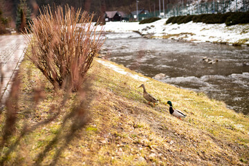 Kaczki zimą na brzegu rzeki w górach