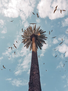 Pajarillo volando alrededor de una palmera
