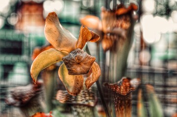 close up of a flower