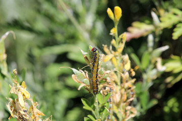 Caterpillar of Tree Lucerne Moth  (Uresiphita ornithopteralis) feeding on Sweet Broom plant, South Australia
