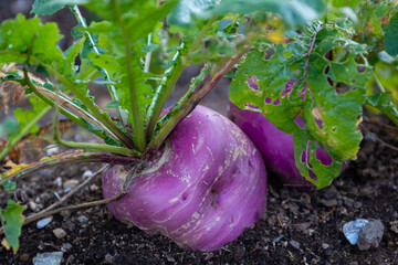 A small purple turnip or rutabaga growing in a raised wooden vegetable box. The vegetable has long...