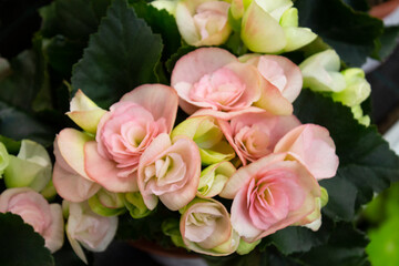 Light pink begonia flowers on a background of green leaves close-up.